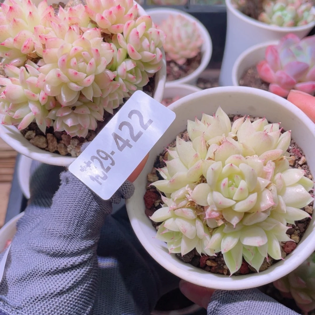 花利美29-433麦秆2颗