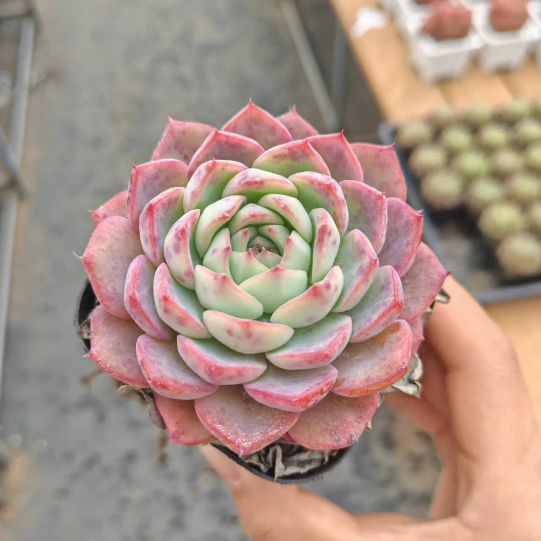 7#冰月多肉植物 前男友精品多肉 SM466