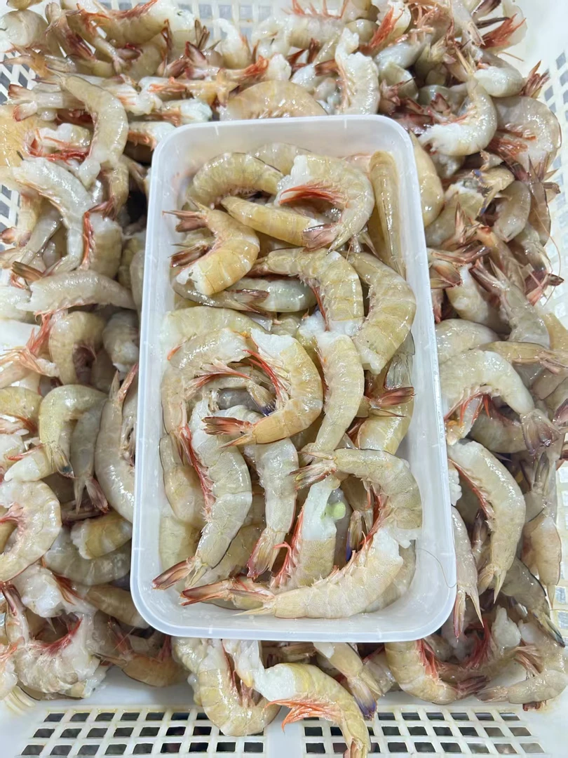 北海野生麻虾尾 新鲜去头 液氮速冻