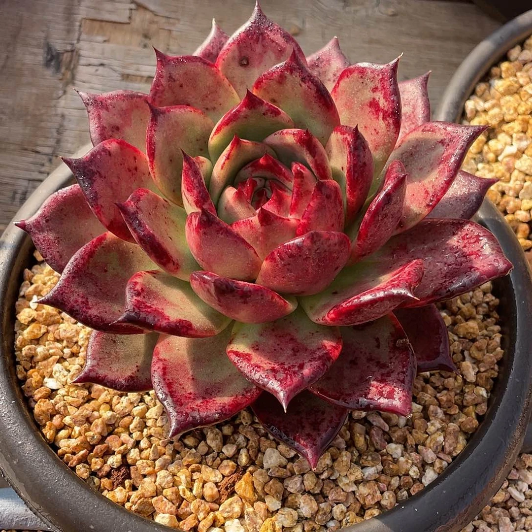 多肉植物一物一拍