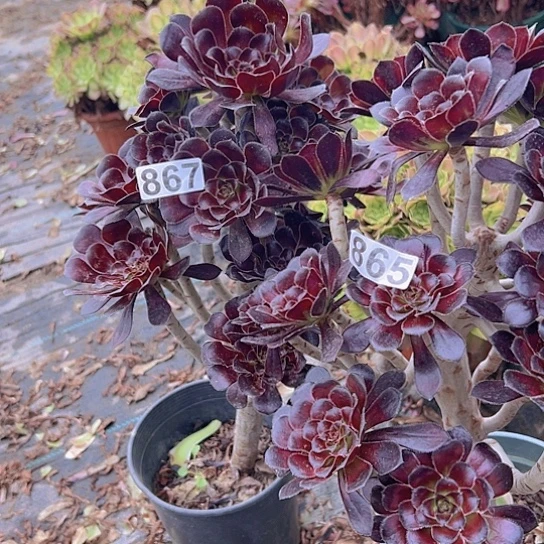 善***意多肉植物两个魔法