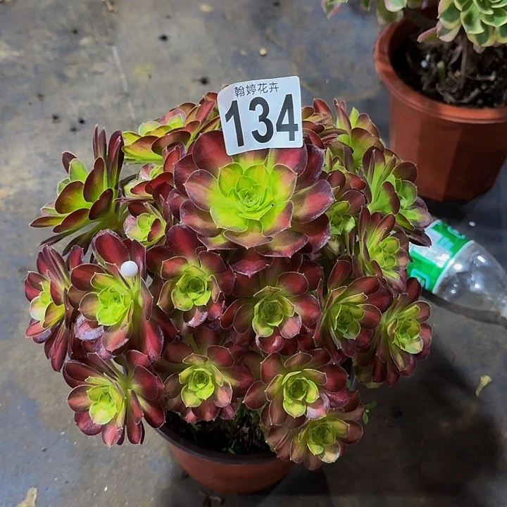 000000000000134韶华