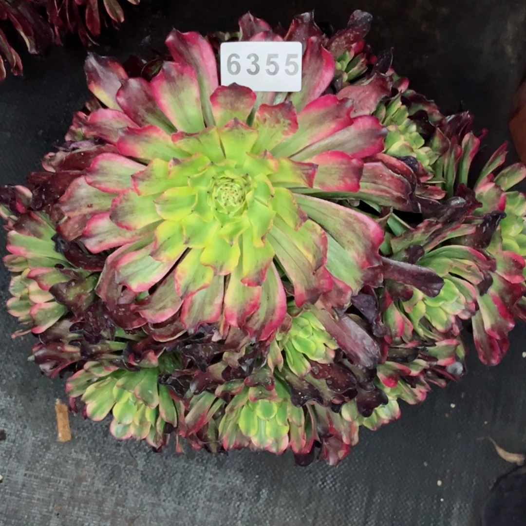 紫薇多肉发货发货