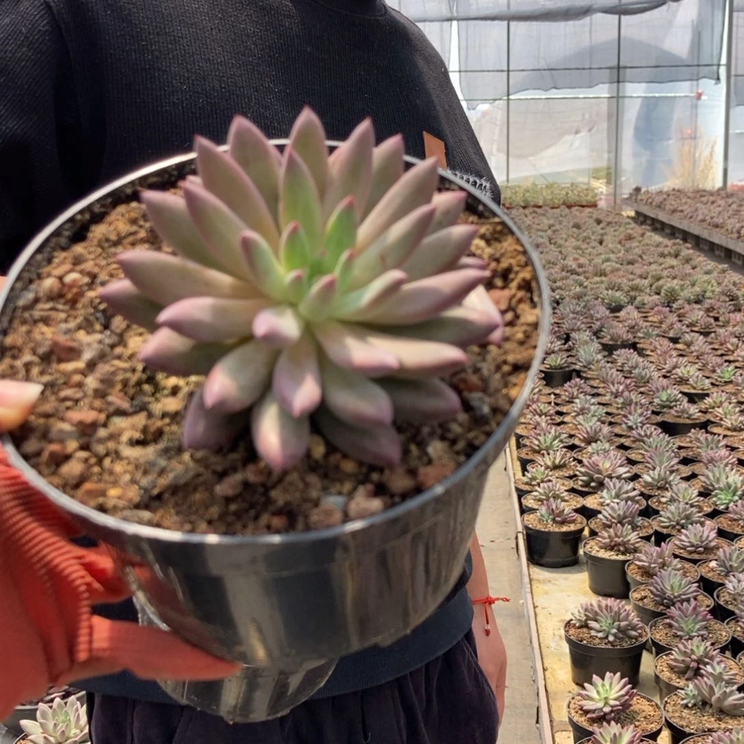 21-6单头带崽随机