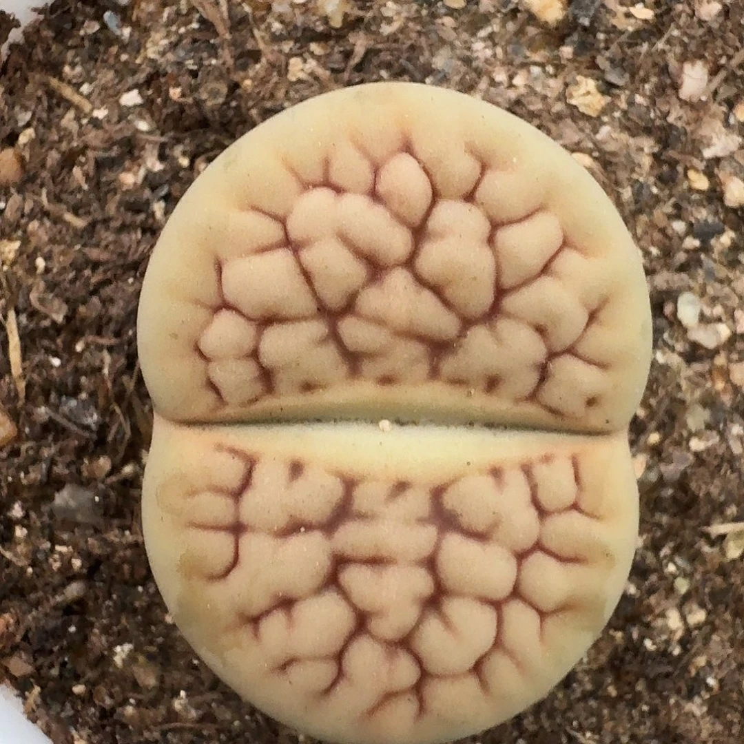 生石花1111112。   267