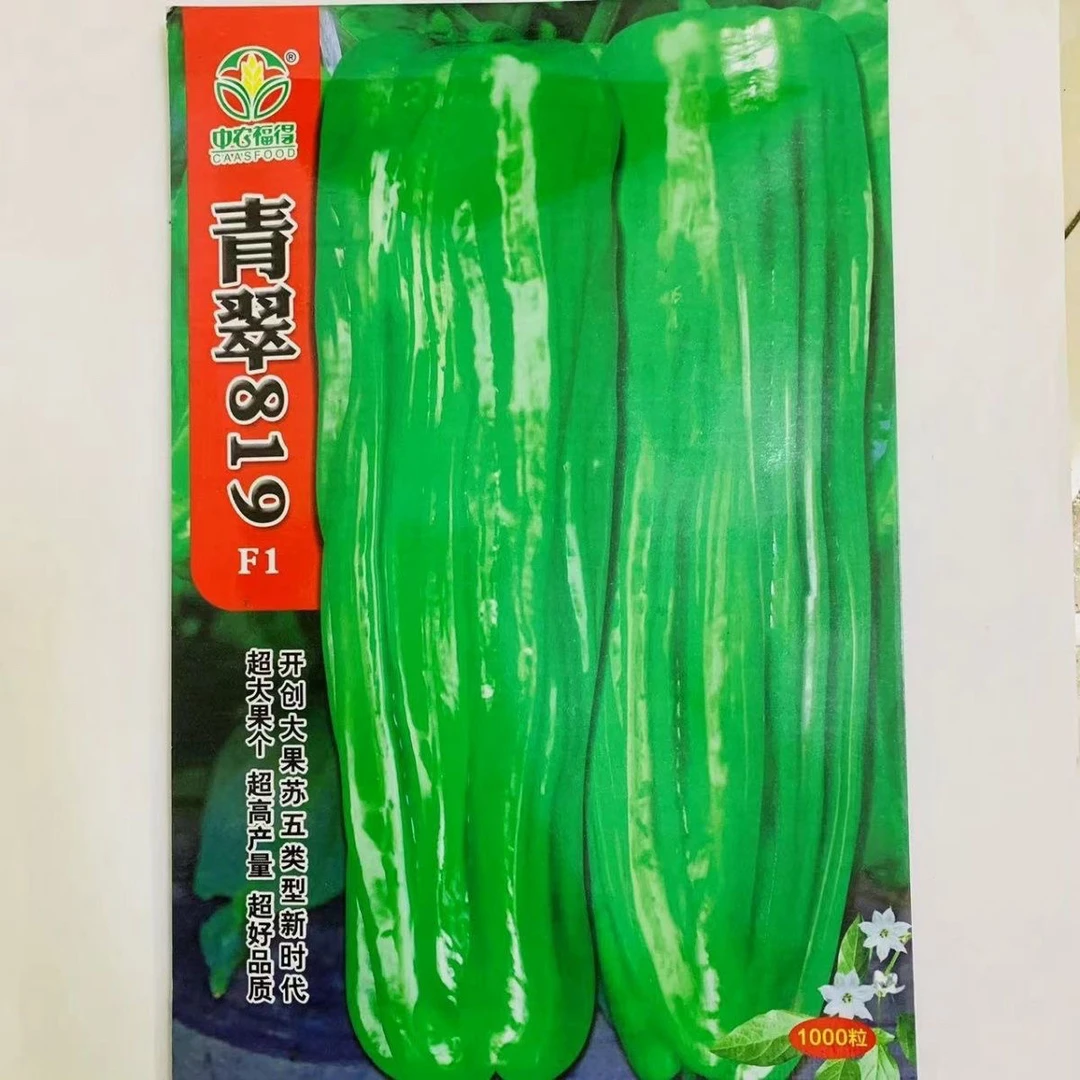 中农福得青翠819早熟竖条纹薄皮椒新品种皮薄特高产味较辣耐低温