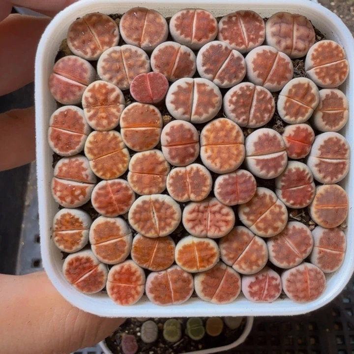 多肉植物的生长462