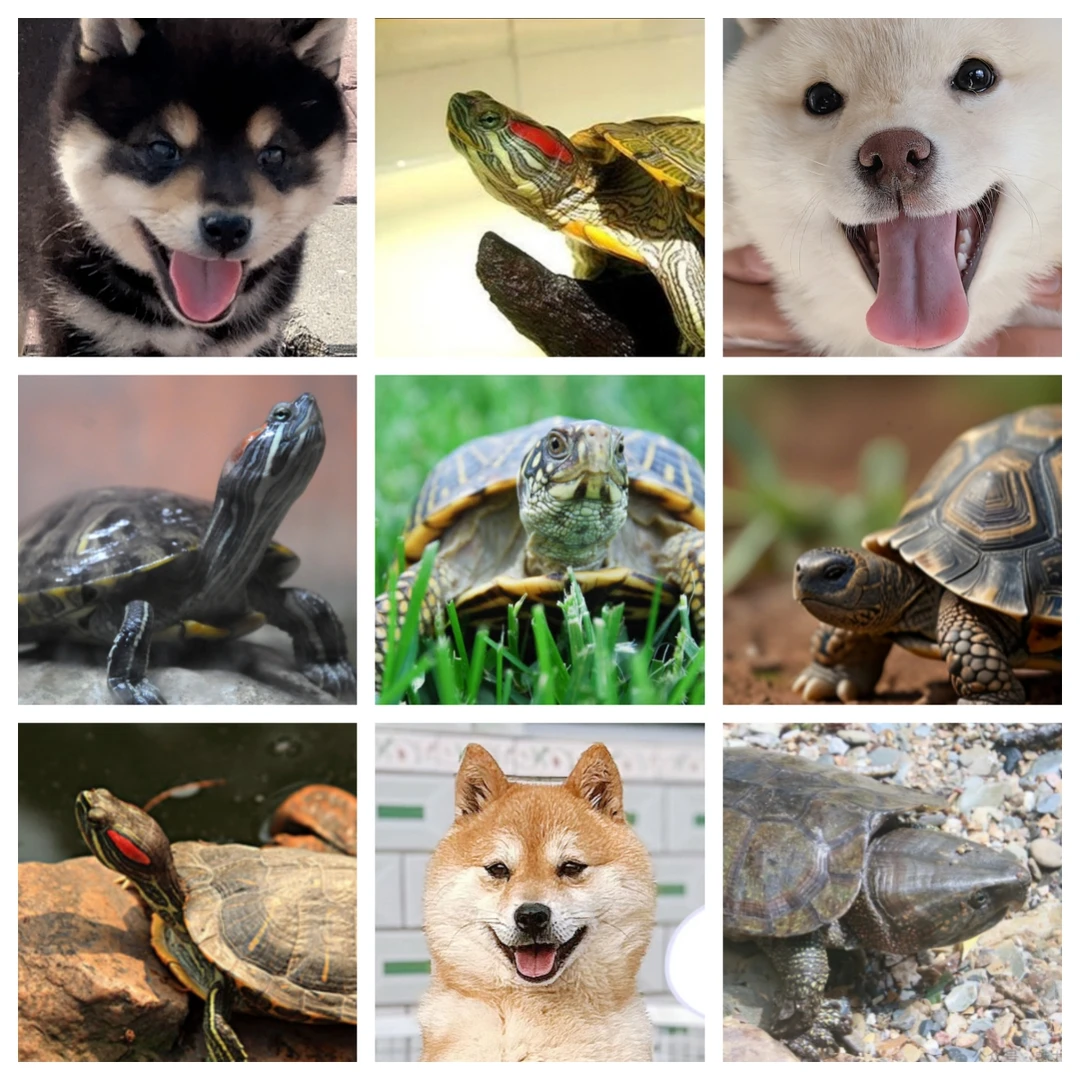 丝绒宠物活体通用 线上成交【定金链接】以直播间讲解品种为准