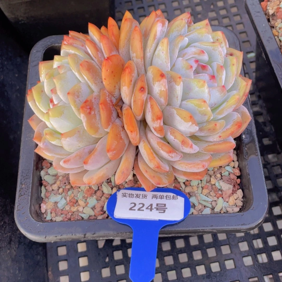 224号 大母本韩橙双头