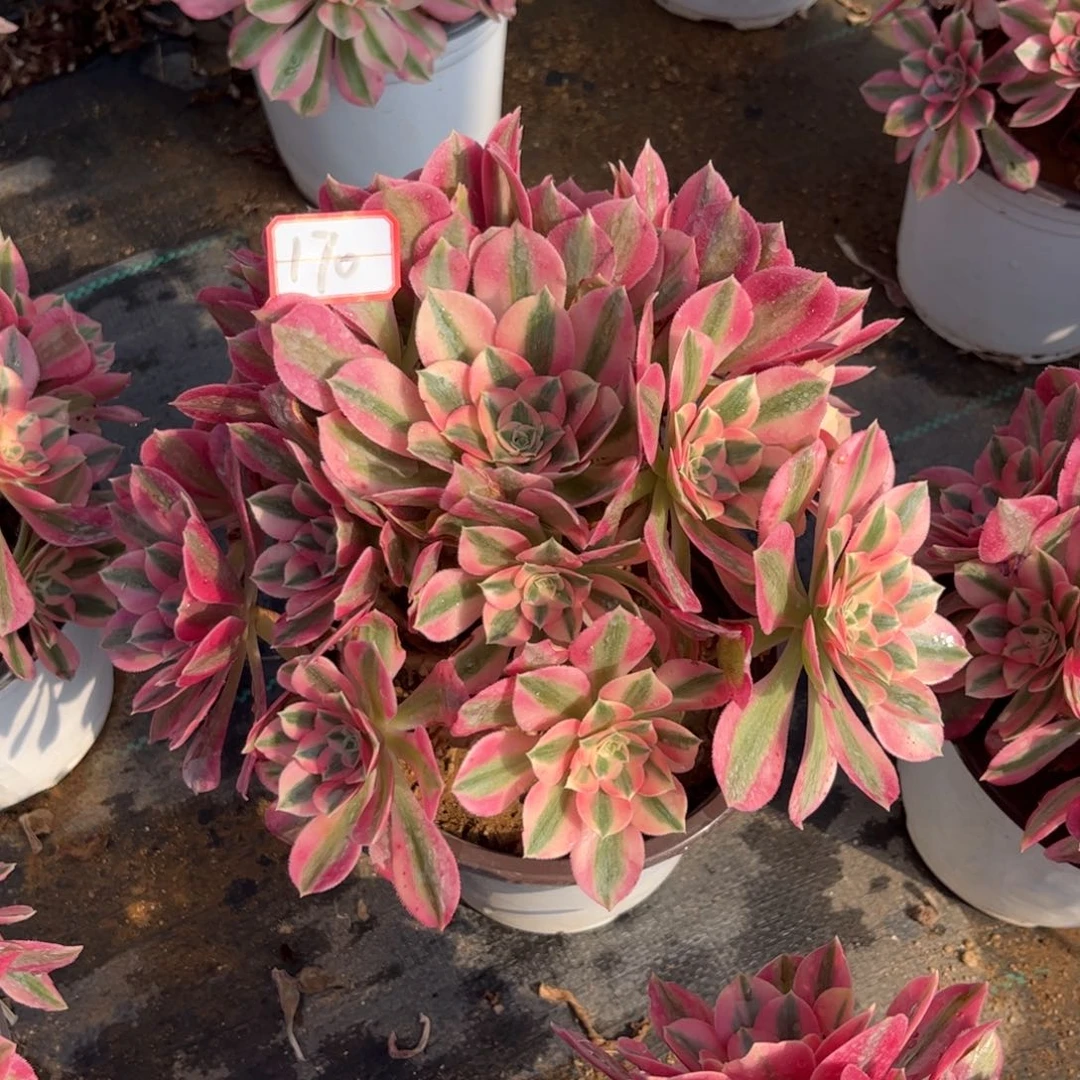 170多肉植物粉女巫