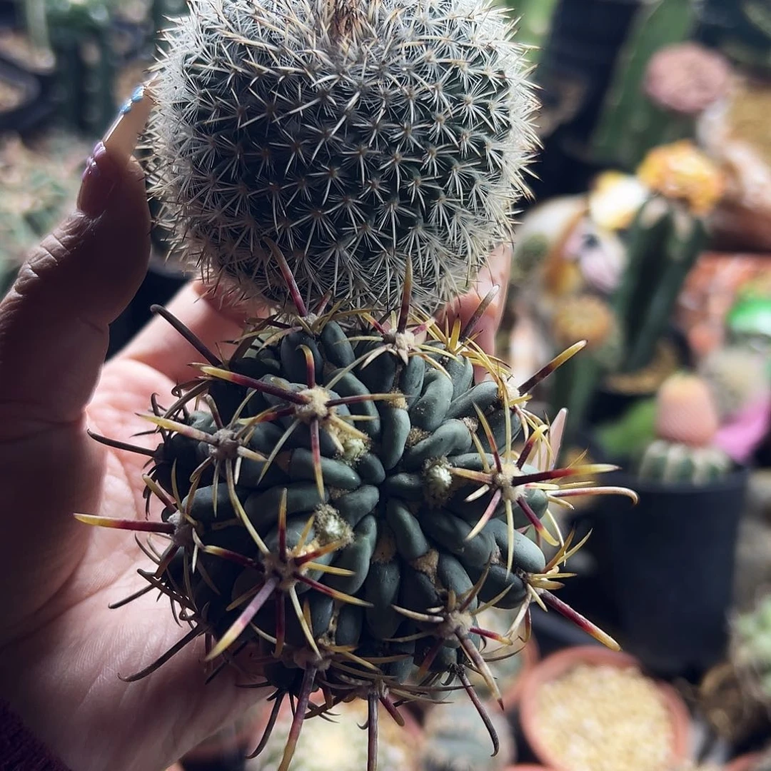 福利瑕疵组合仙人球111111111