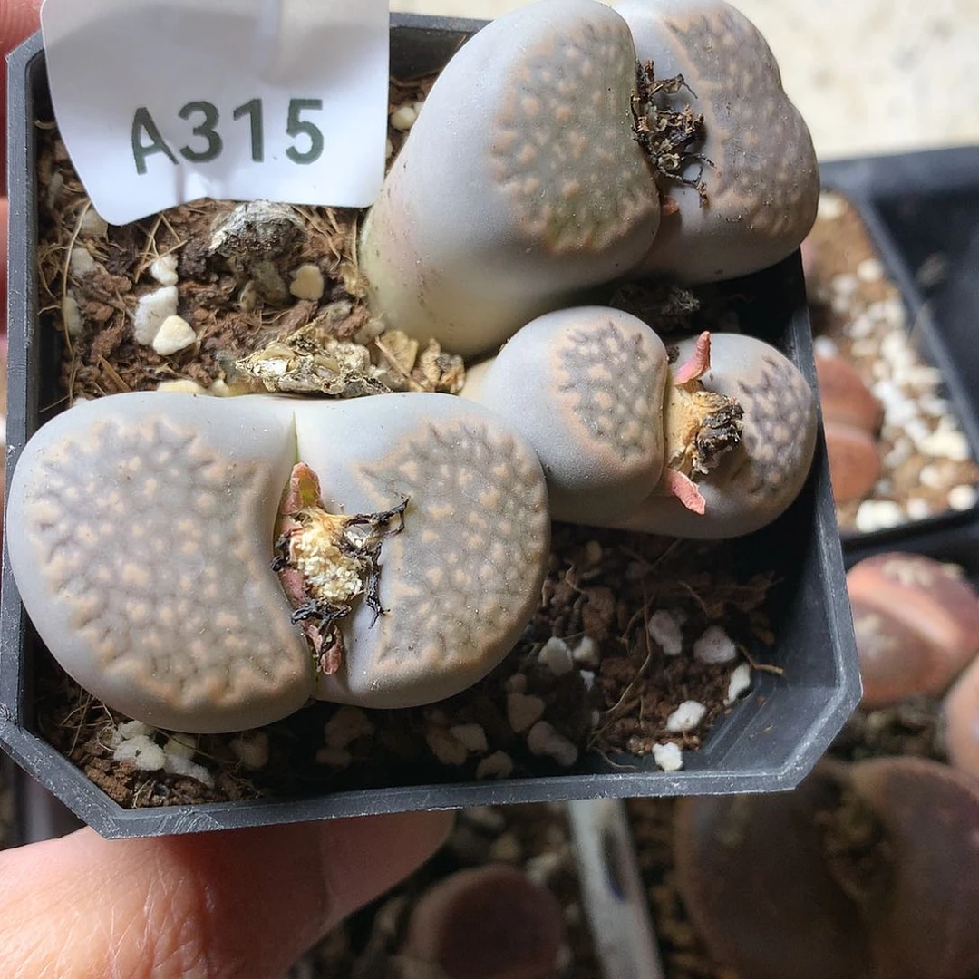 忘*A315多肉植物保护