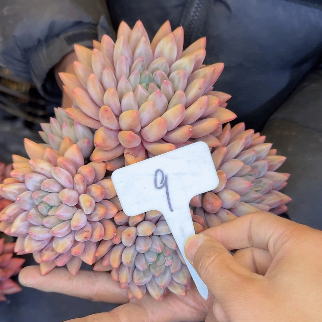 多肉植物的生长发育和生长发育