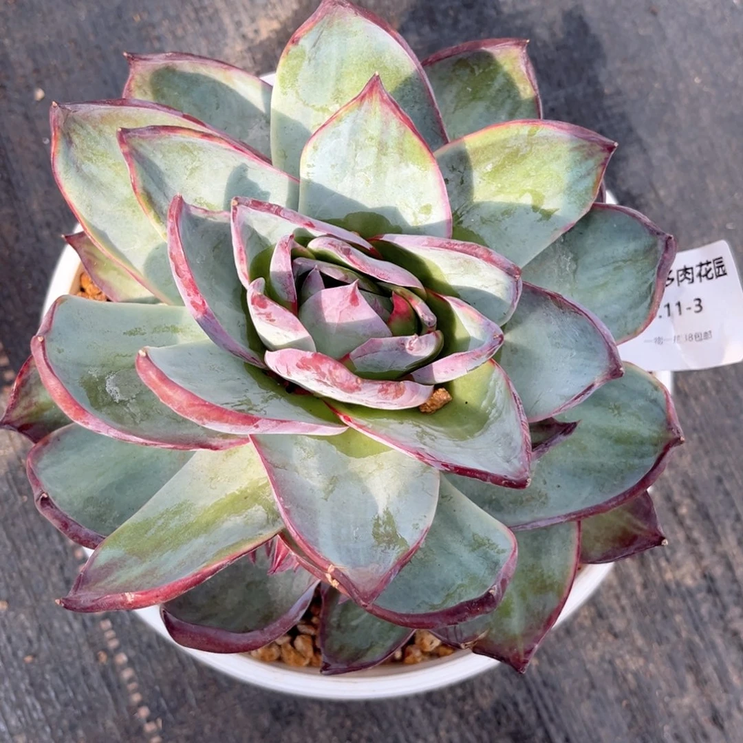 W***e6.11-3惊鸿1111111111