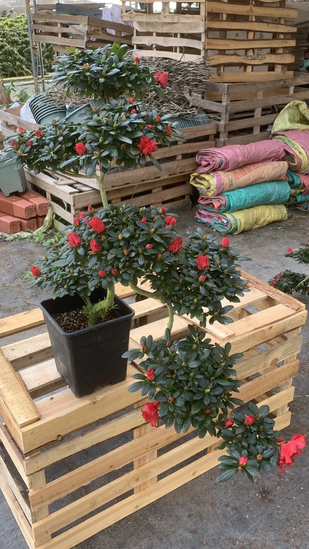 22年红色迎客松造型老桩杜鹃花室内室外好养活基地包邮发货