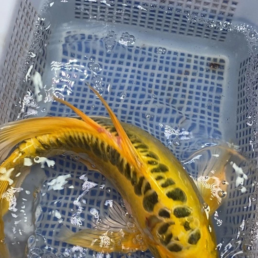 锦鲤冷水锦鲤包邮