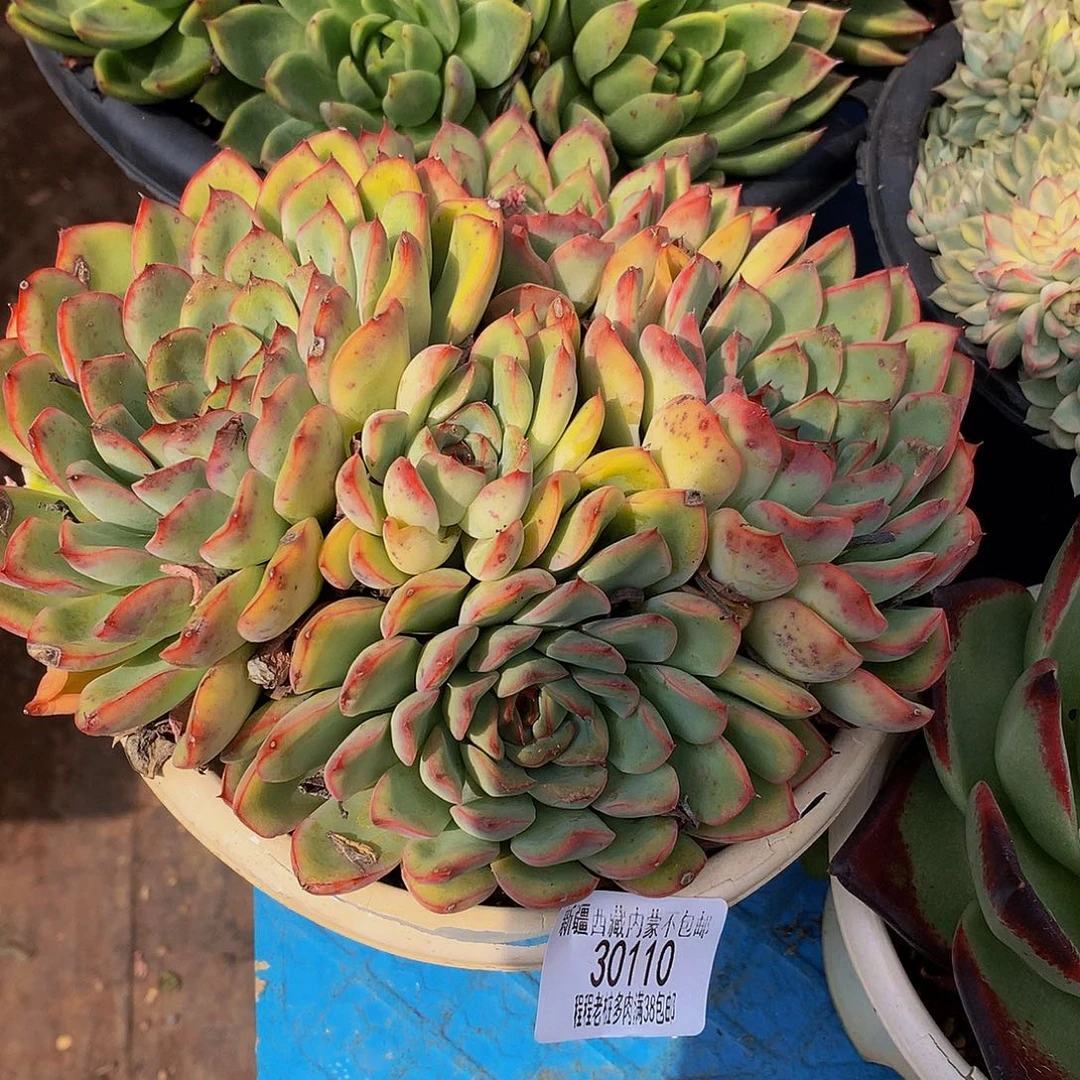 ༺***ღ荷花30110多肉多肉