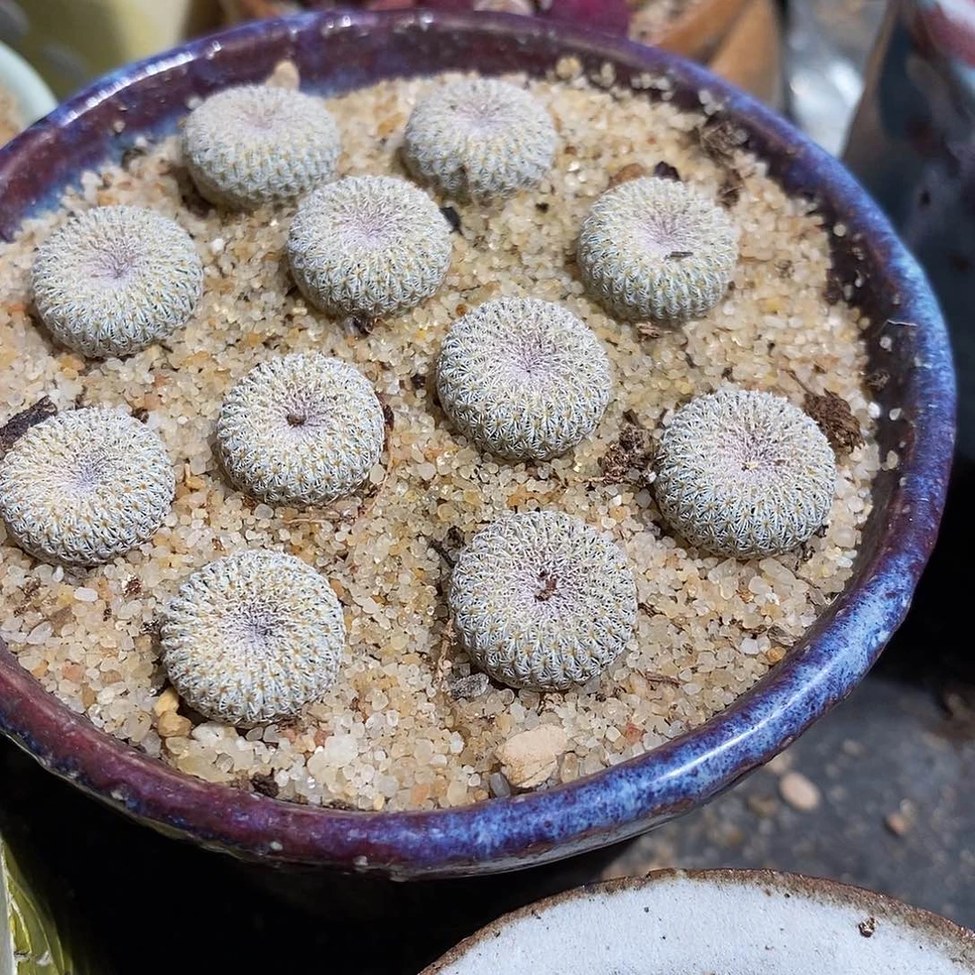 实生月世界一颗。 买二送一。