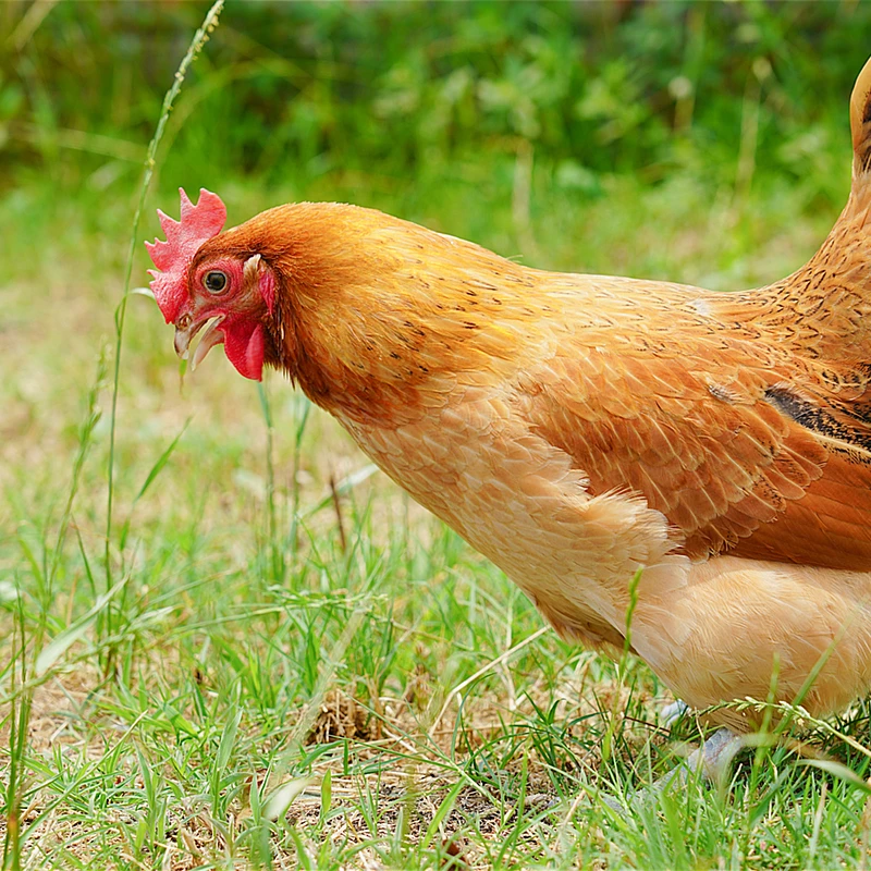 散养母鸡，二年以上3只135元烧烤食材