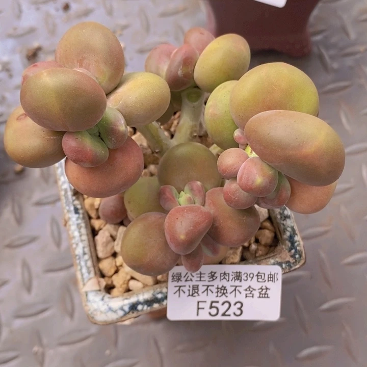 芒果kk奶有掉叶8cm523多肉植物