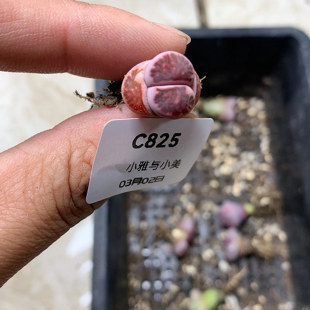 C825多肉植物保护
