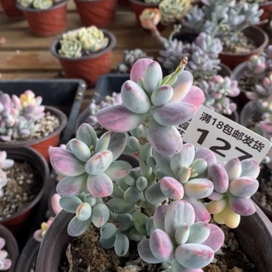 127一一一一一一一一一