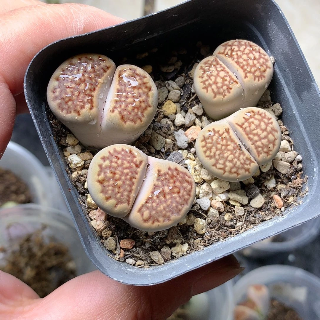 G241多肉植物保护研究所