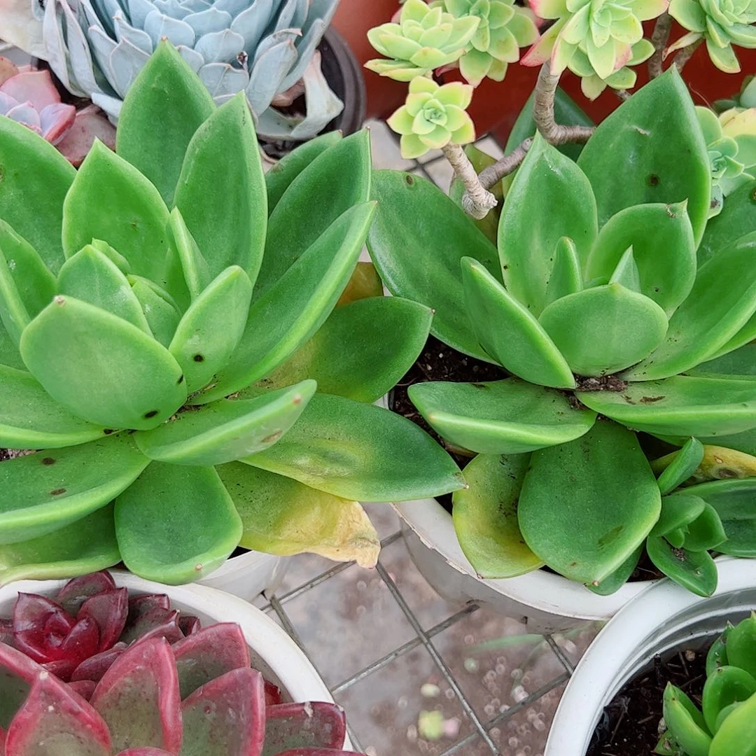 翠花大单头精品老桩特价