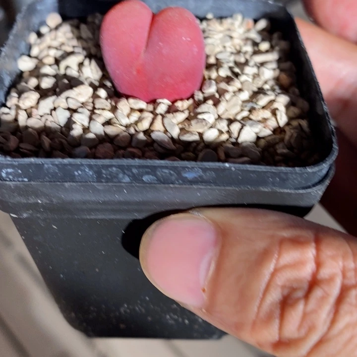 19335。 单头吕毛一颗。   漂亮。