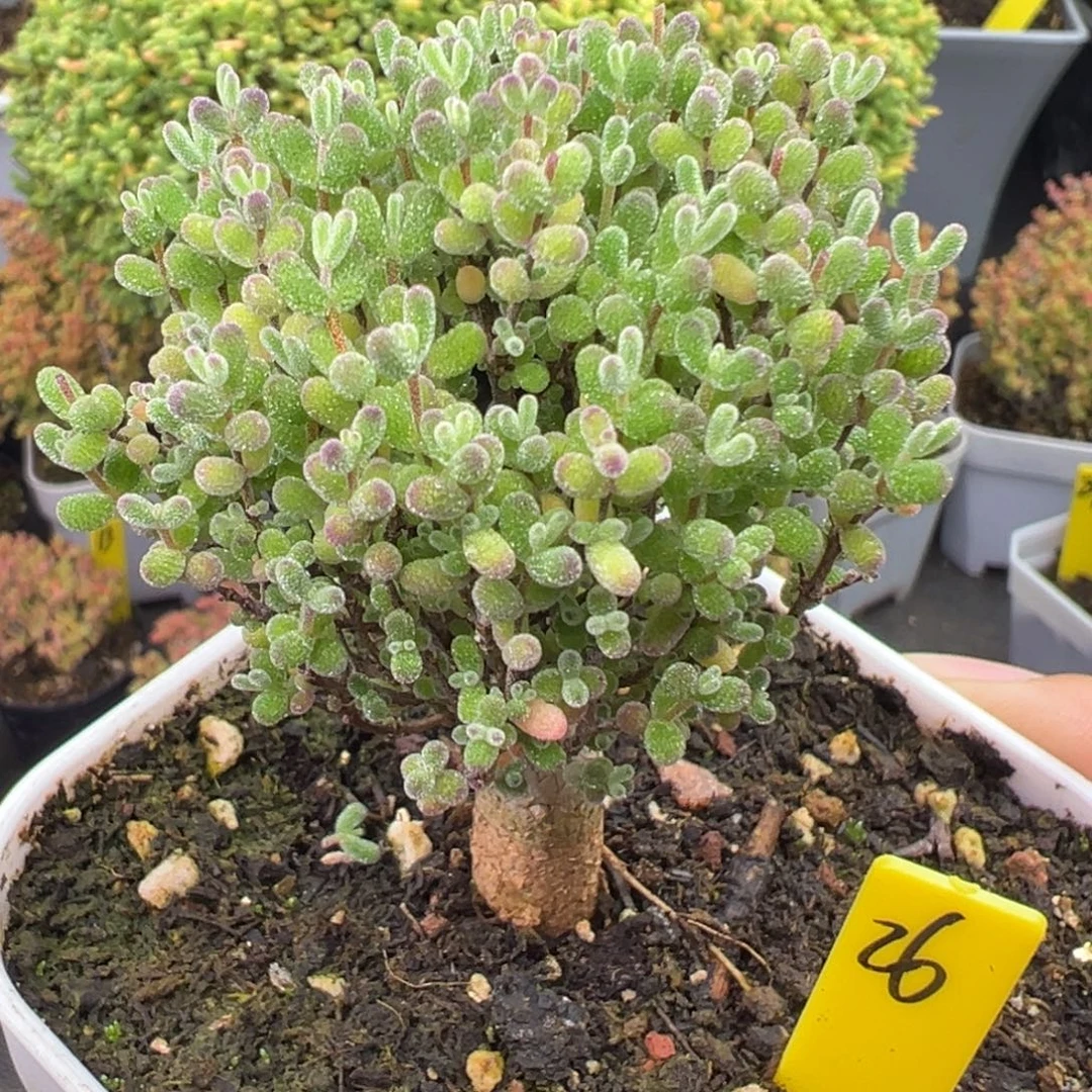 跳跳糖26号8cm盆一物一拍