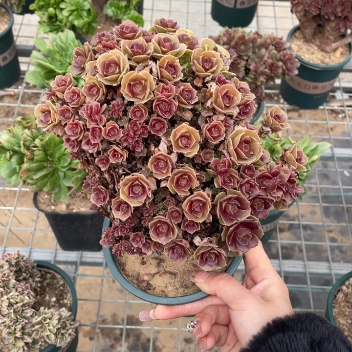 多肉葡萄和坚果类食物是人体所