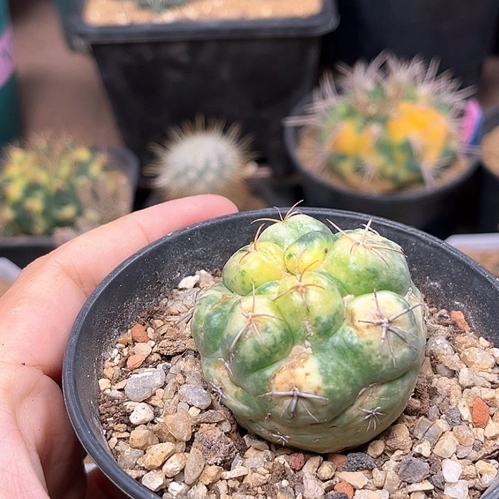 无花朵象牙锦自根微瑕