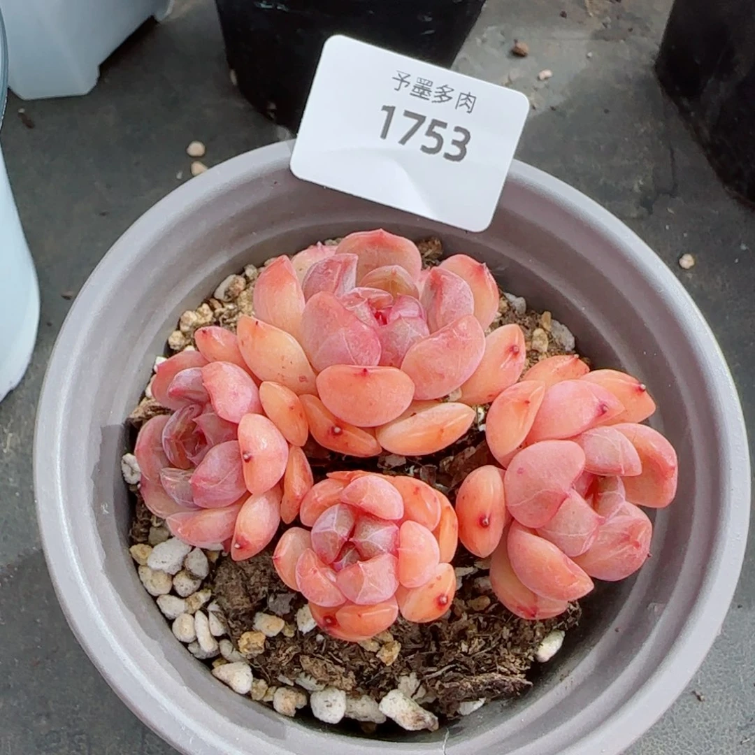 红恋群，1753多肉植物