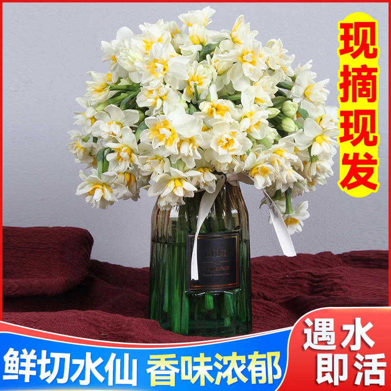 【现摘鲜切花】漳州水仙花种球花枝冬季水培室内装饰插花年宵花