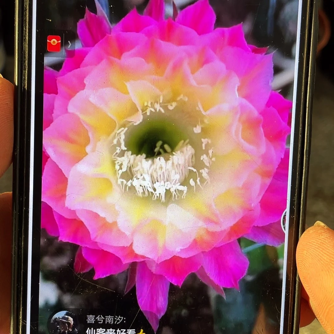 马丙自根球6公分以上带盆土