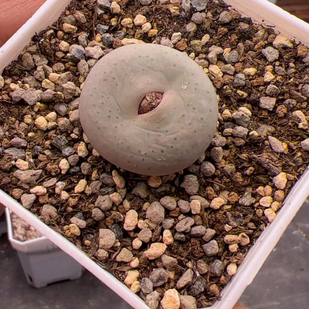 12.27奶V嘴多肉植物组合113