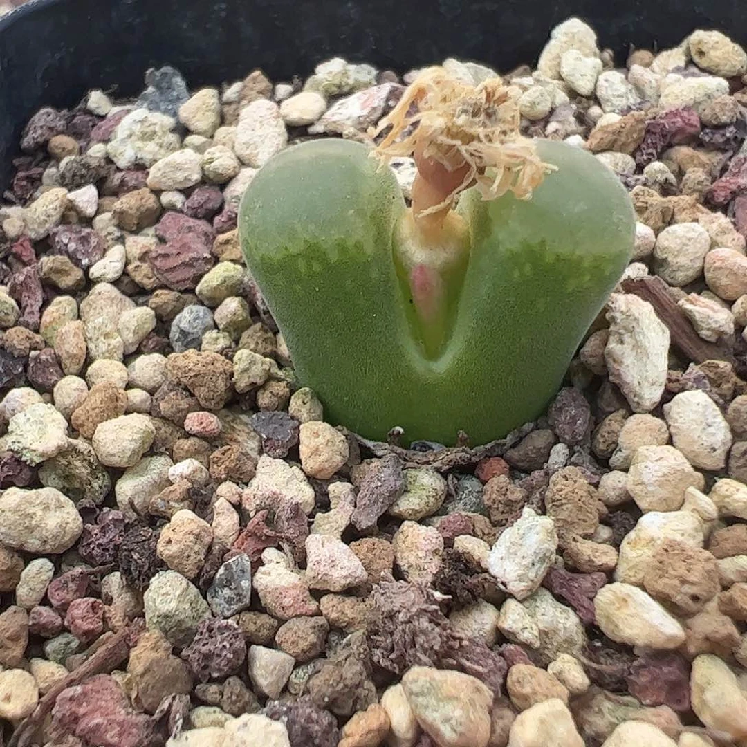 一物一拍脱土发。    66