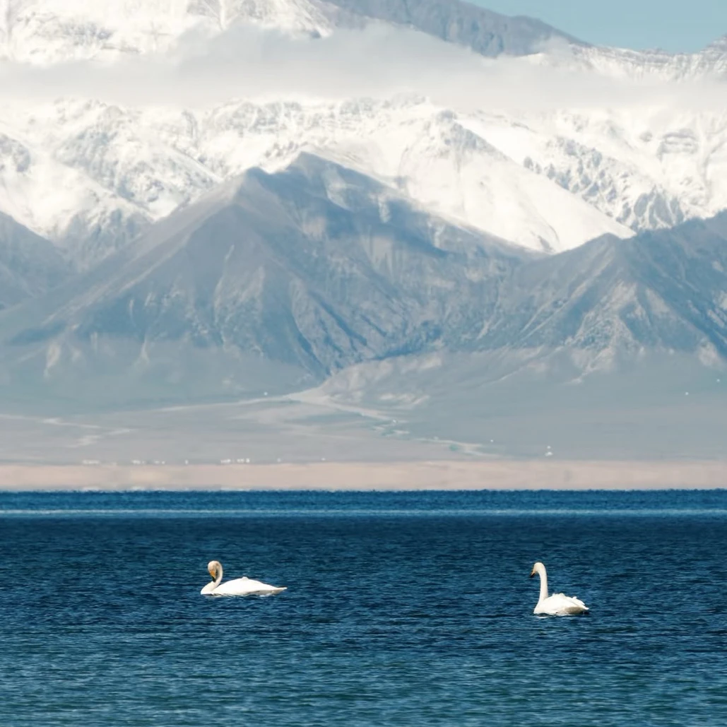 A白白直播通用链接（不来回，理智拍）连衣裙