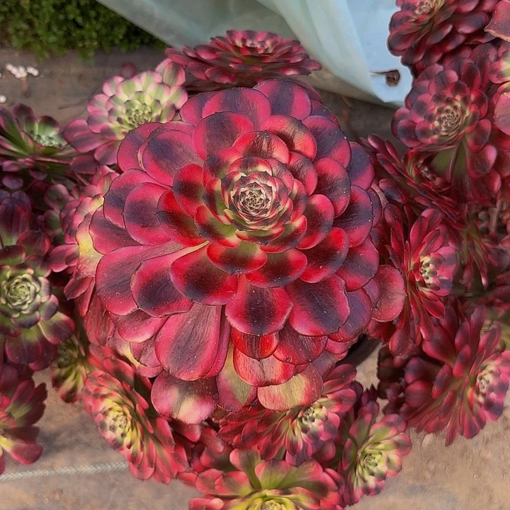 美姬老桩尾货清仓不包损福利