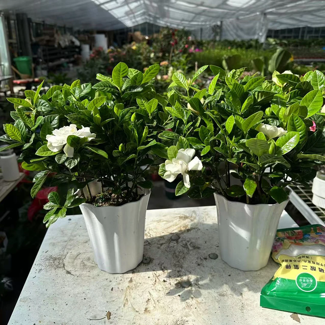 【浓香栀子花】精致栀子花盆栽带花苞树苗室外阳台浓香型