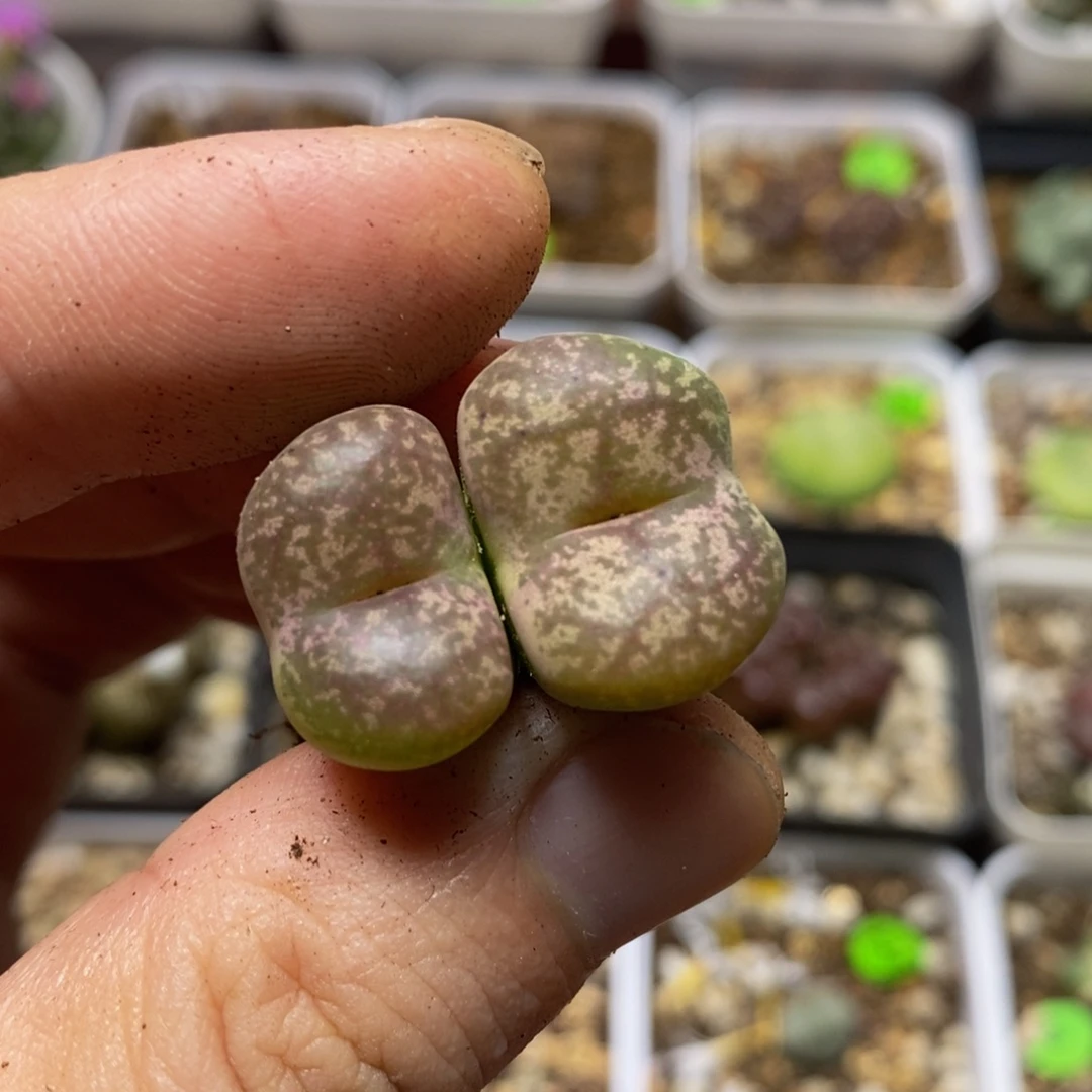 杂交漂亮多肉植物228