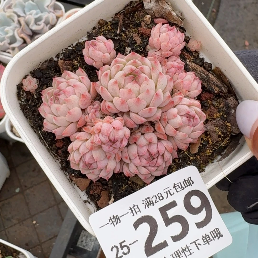 小粉梅无盆土盆土发货