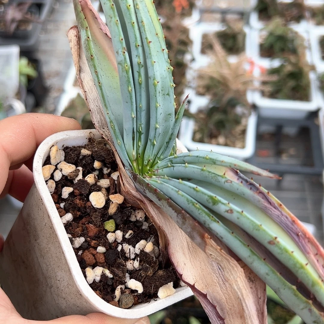 推进器芦荟 小方花圃一单包邮非偏远