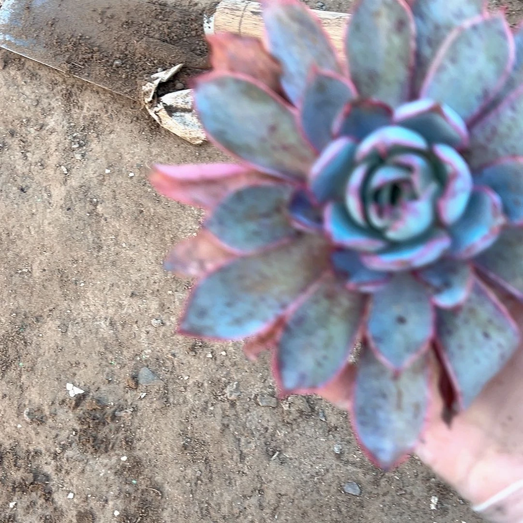 赫拉多肉植物一颗。
