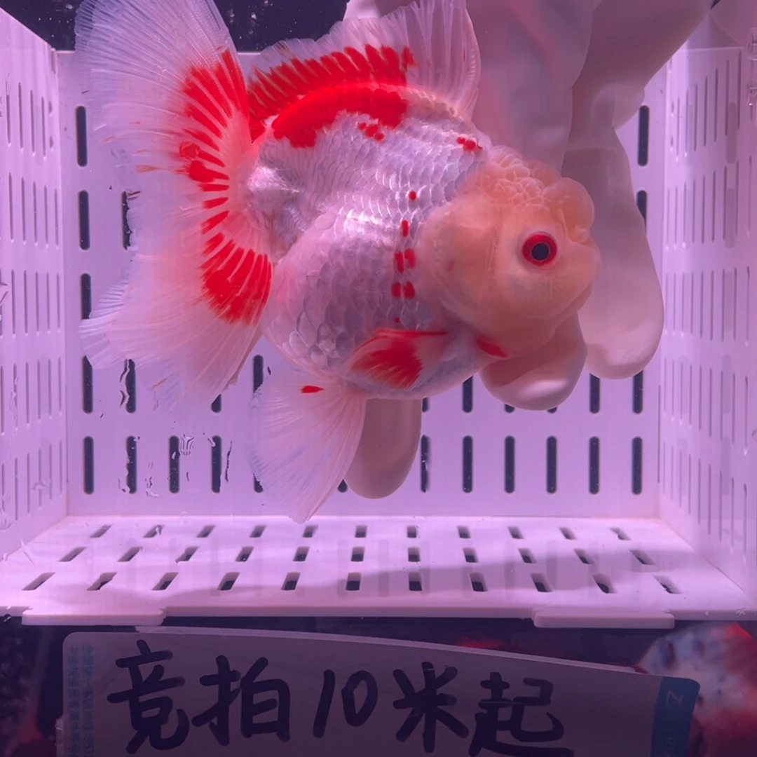 金鱼泰狮金鱼渔场直发