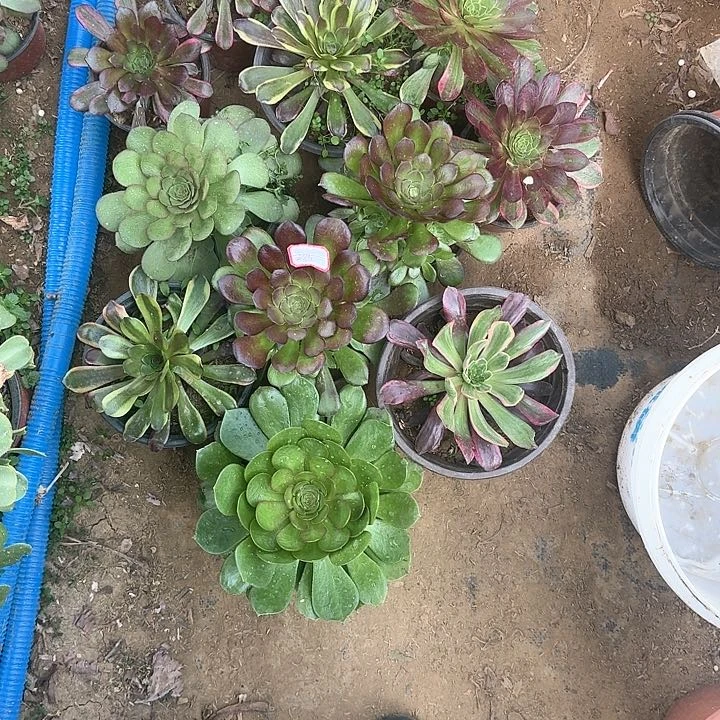 多肉植物小苗11颗23号