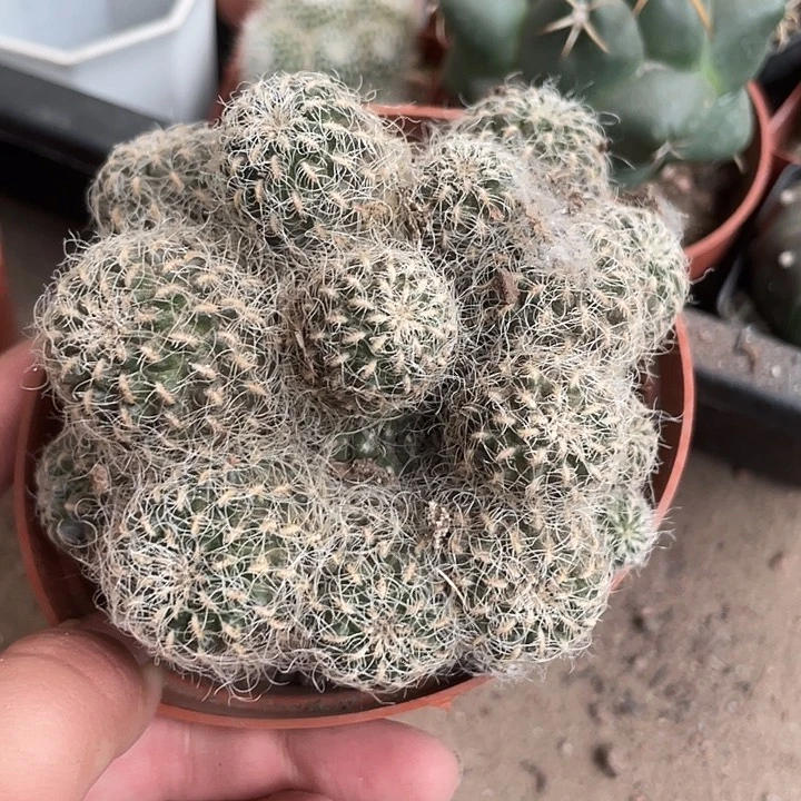 568圣立丝仙人球植物