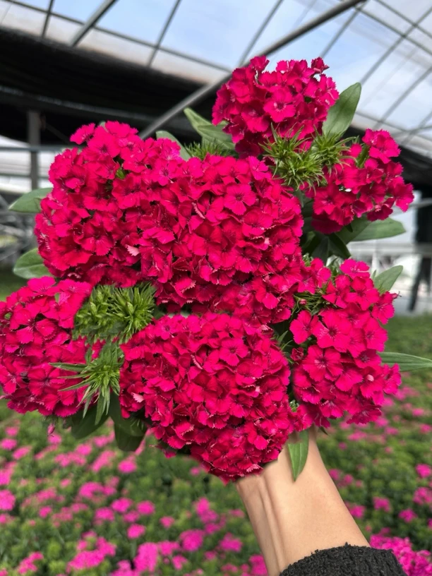 (玫瑰石竹)石竹花期超长一年开花300多天耐热耐寒庭院景观阳台