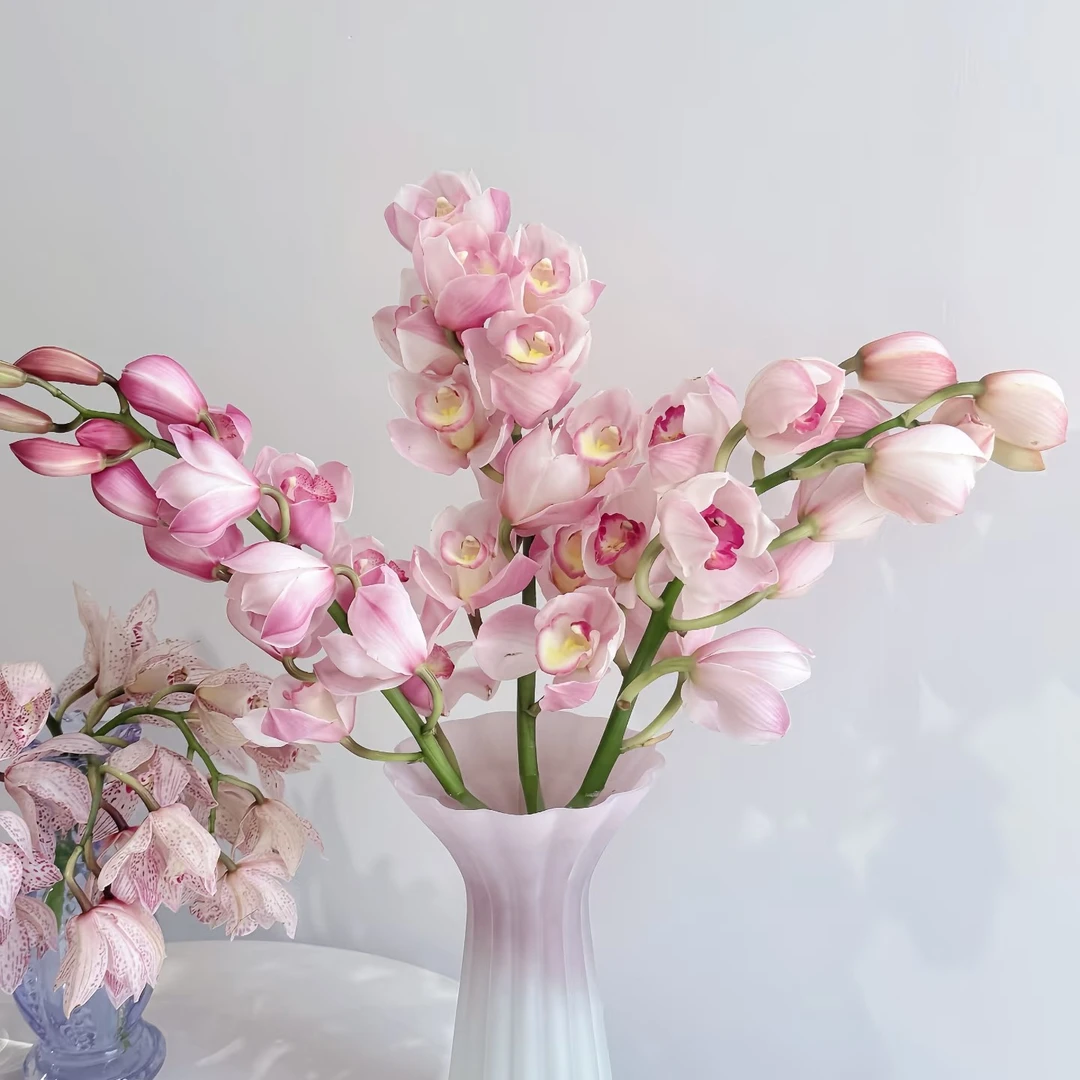 「嘤嘤怪鲜花」大花蕙兰云南直发顺丰包邮