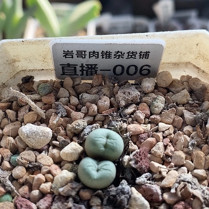 匈牙利种源Bit嘴双头